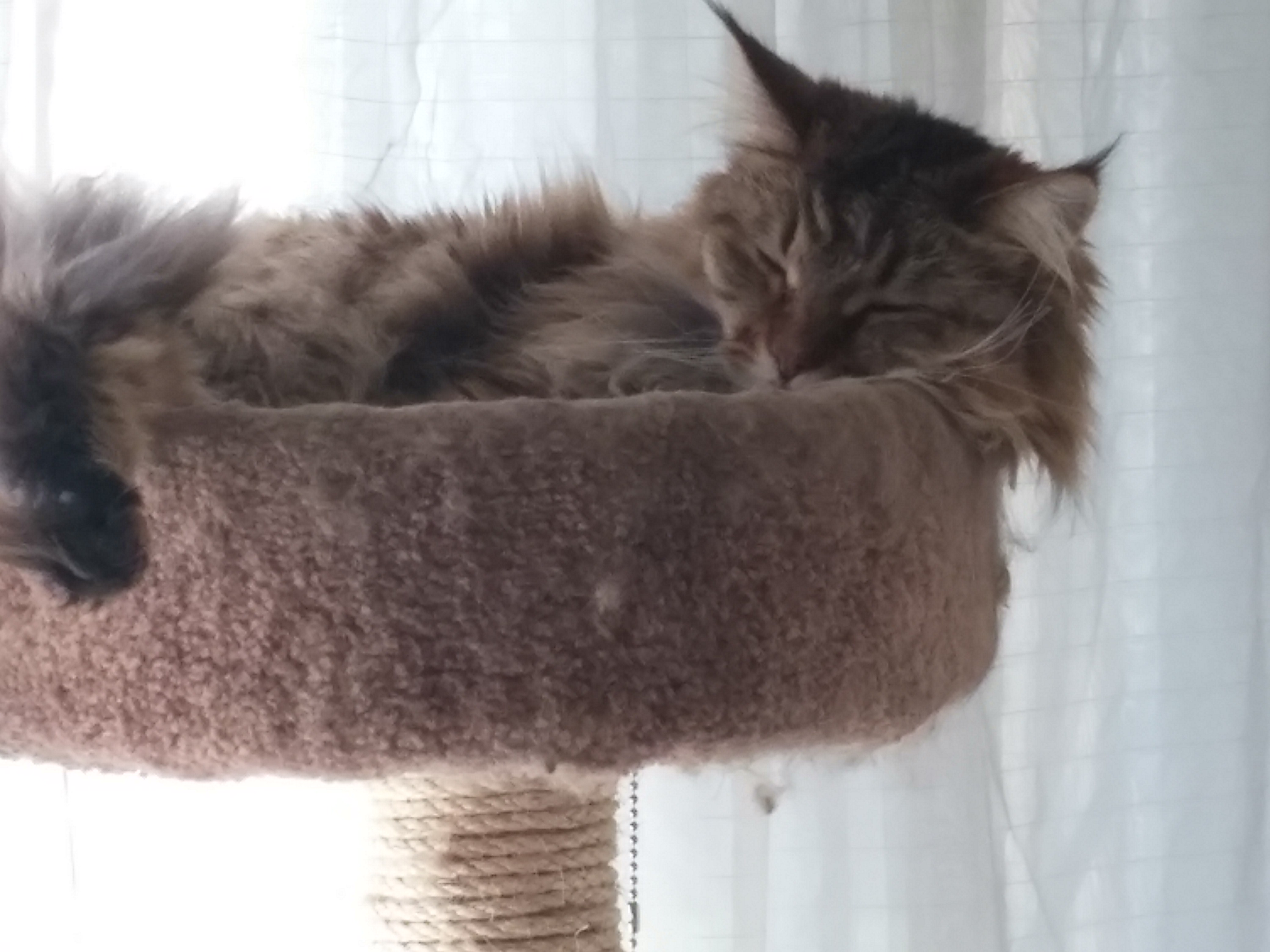 napping kitty